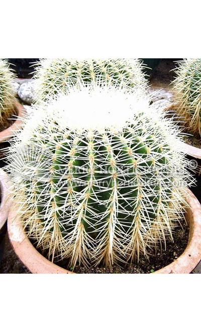 Echinocactus grusonii